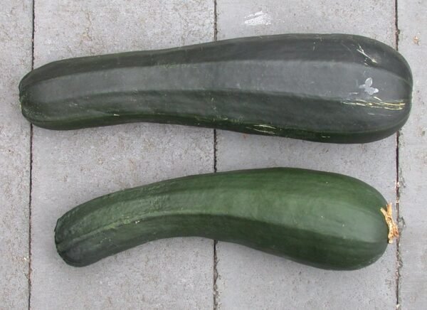 Courgette Black Beauty