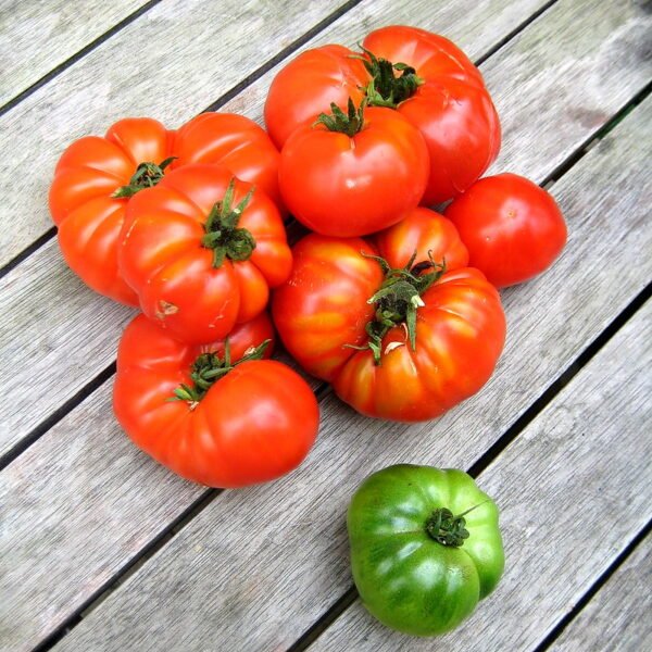 Tomate marmande – Image 3