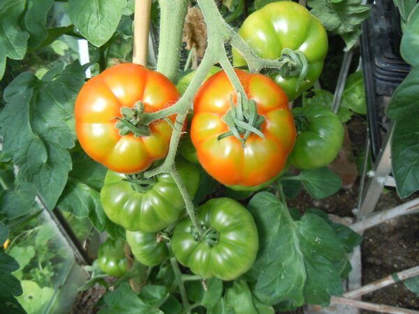 Tomate marmande – Image 4