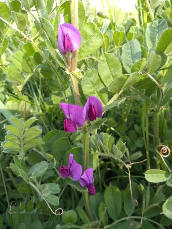 Vesce d'été – Image 3