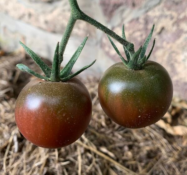 Tomate cerise Black Cherry