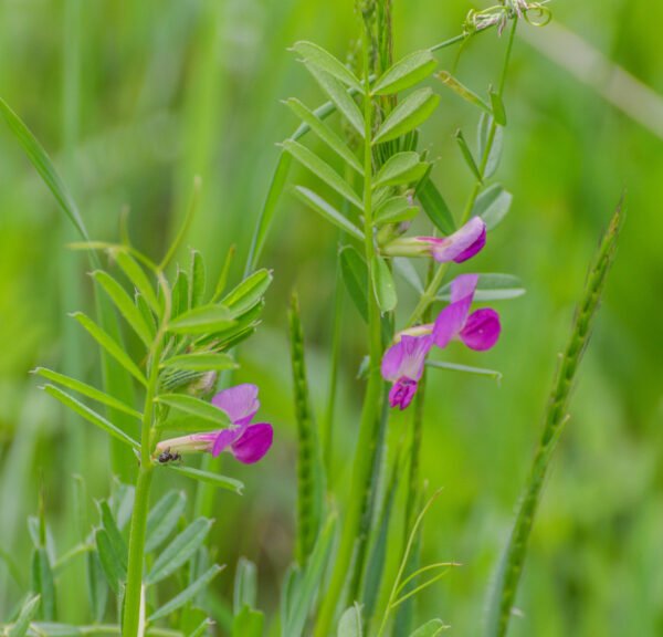 Vesce d'été