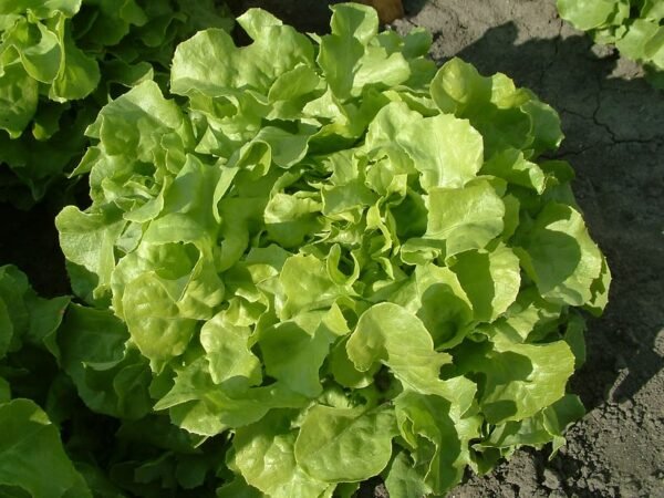 Laitue feuilles de chêne blonde